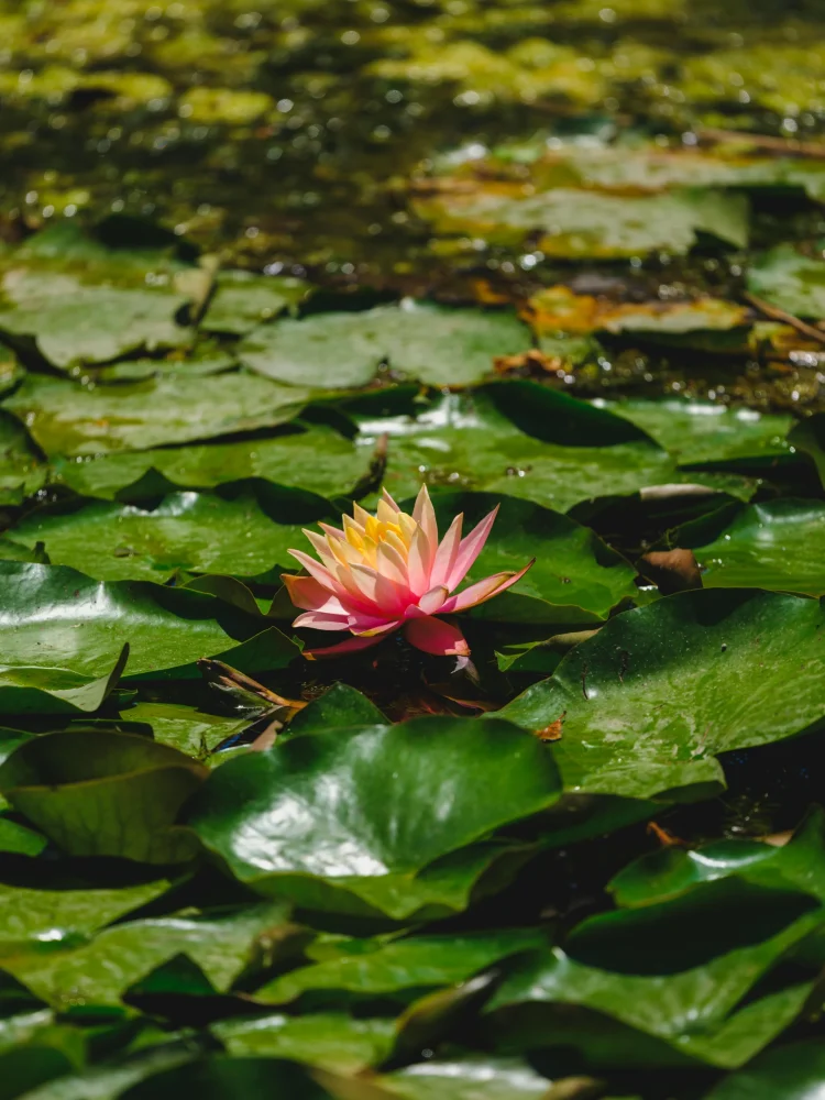 Lotus flower on lily pads in the water